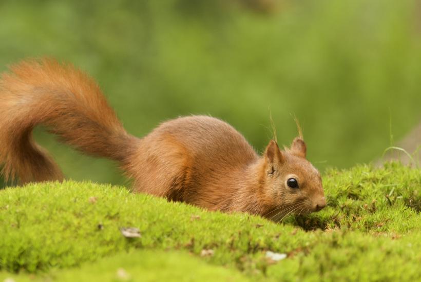 Бельчонок в лесу