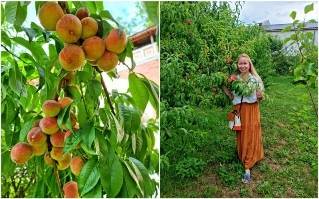 персики в средней полосе