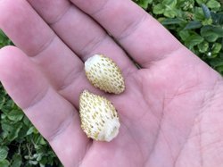 Глава IT-ведомства удивляет гостей белой земляникой со вкусом дыни