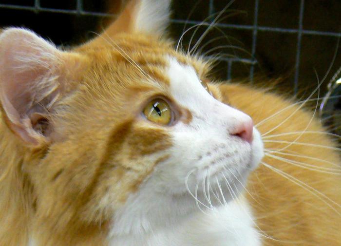 Ученые назвали тип людей, которые умеют разговаривать с кошкой