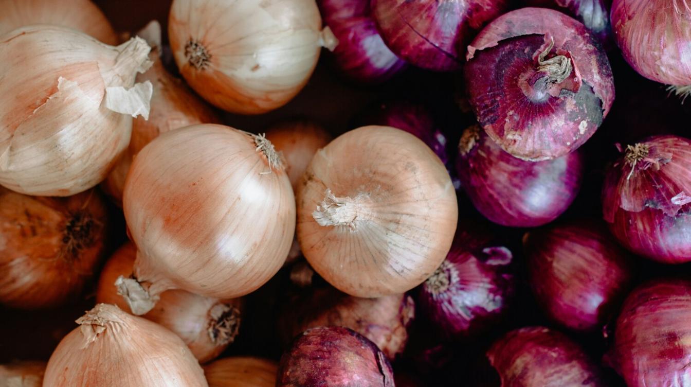 Лук-севок f1 коррадо. Лук эксибишен севок. Лук луковица слушать. Лук луковица слушать. Лук севок кармен.