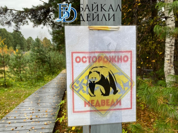 Блогер из Иркутска наорал на медведя в горах