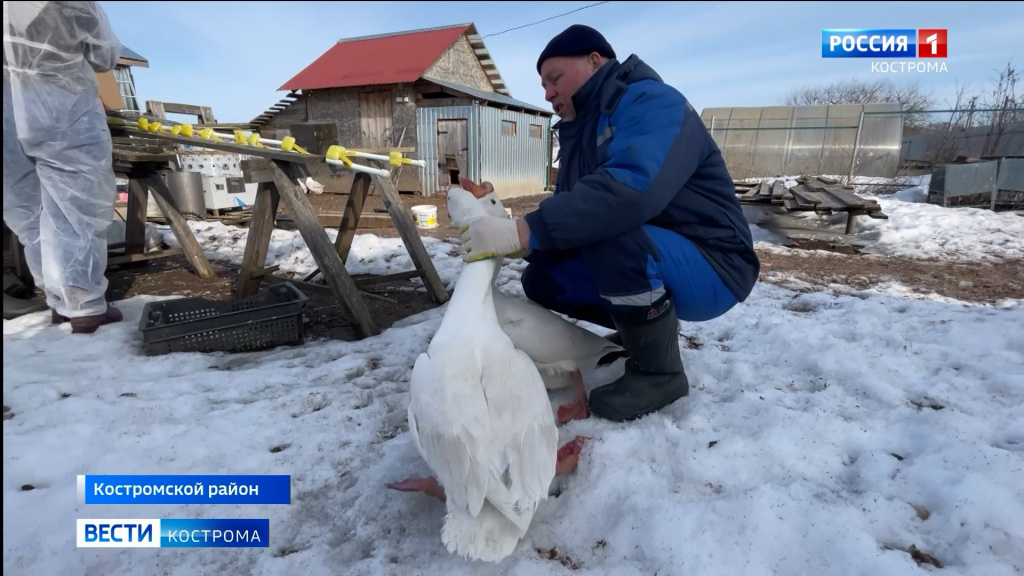 Вакцинация птиц.mp4_snapshot_00.38.899.jpg