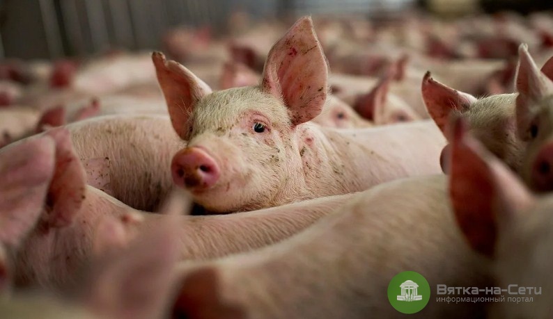 Вспышку африканской чумы свиней выявили в Кировской области