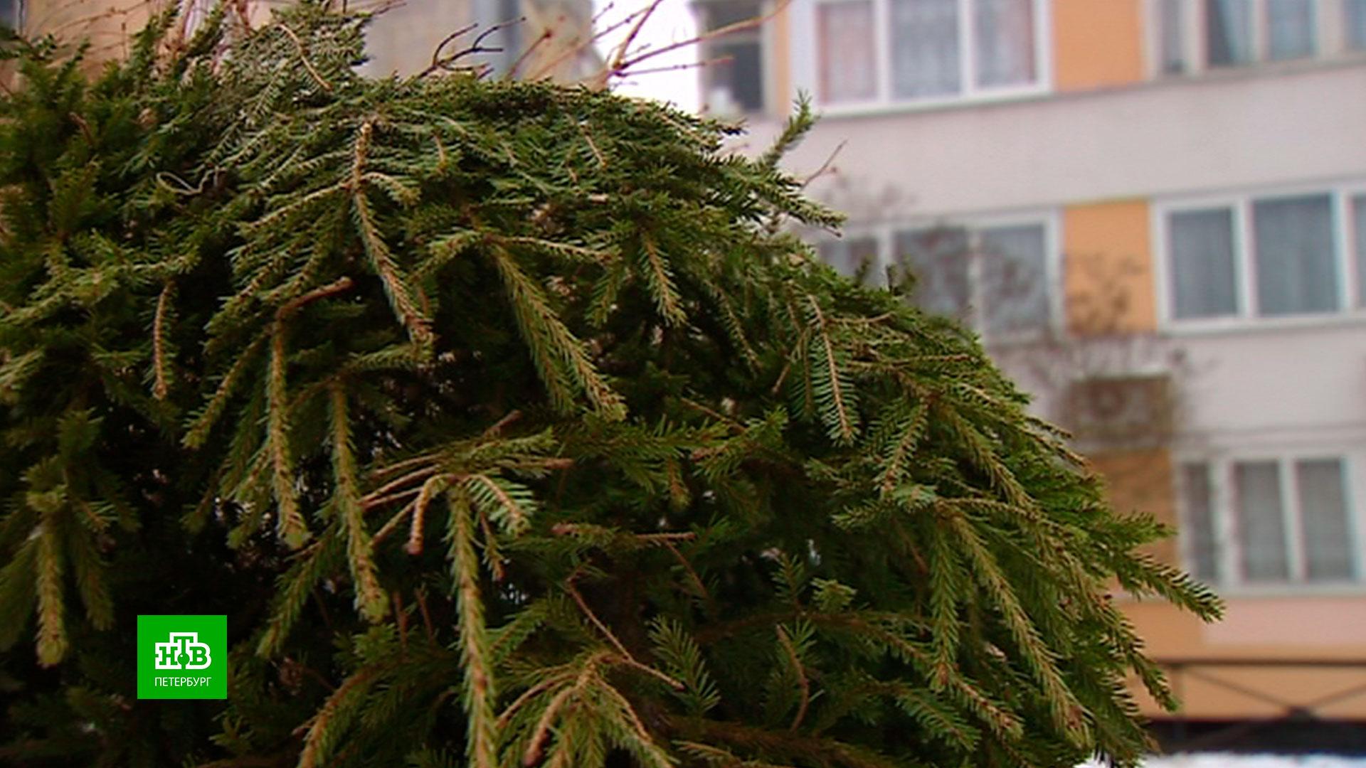 Пункт приёма елок в 2023. Рождественская елка ангела спб. Елка митино. Место для сбора елок. Пункты приема елок в санкт петербурге.