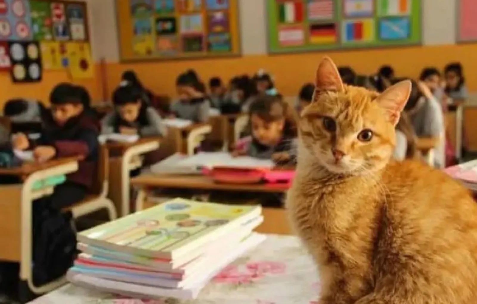 Фотки мурздей. Кот учитель. Школа кота. Кошка в школе. Кот ученик.