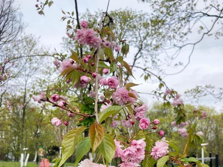 В Балтийске началось цветение сакуры