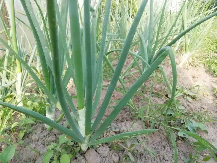 Лук