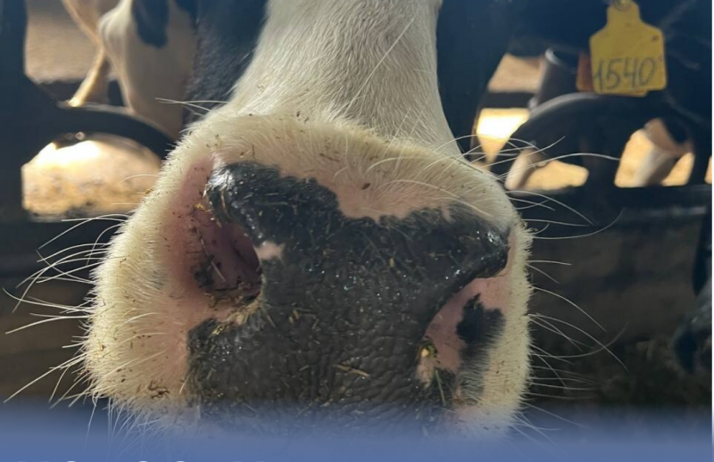 Елизовские фермы надоили почти 200 тонн молока за неделю. Фото: администрация Елизовского района