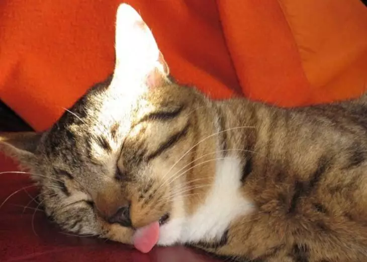 кошка