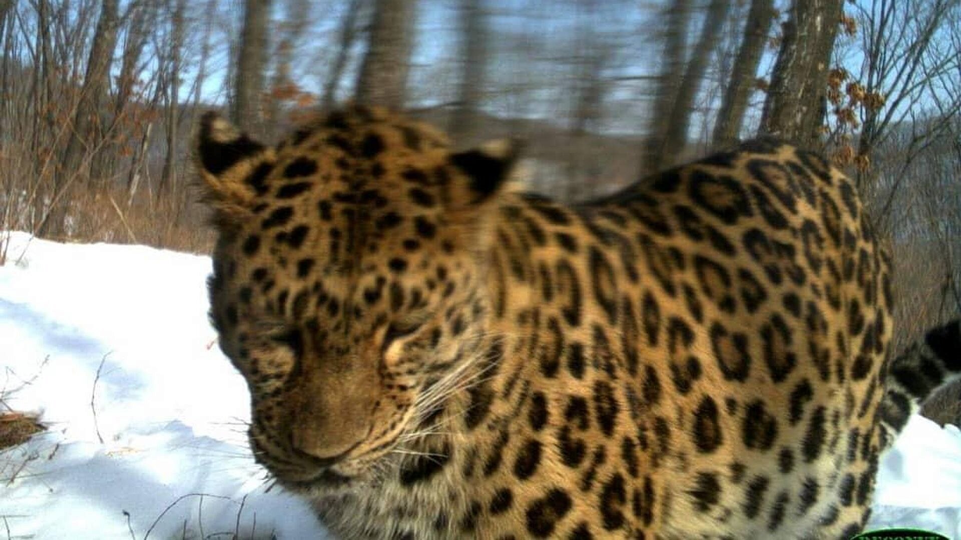 Дальневосточного леопарда впервые обнаружили вдали от ядра популяции