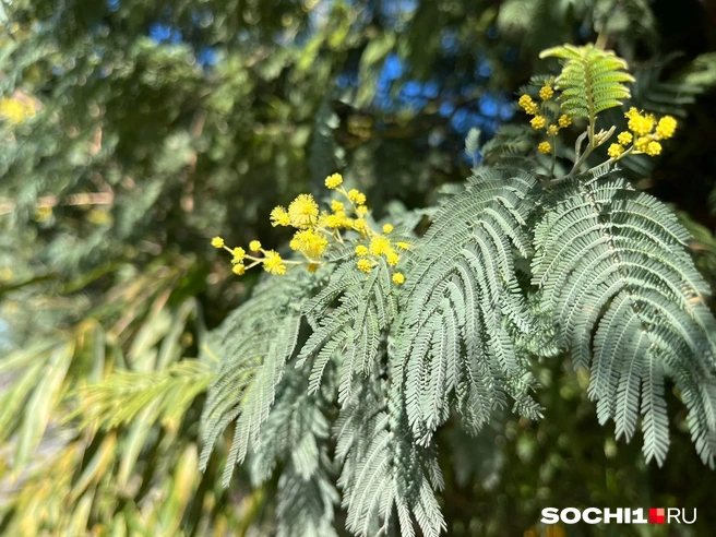 В Женский день в Сочи придет весна | Источник: Анна Грицевич / SOCHI1.RU