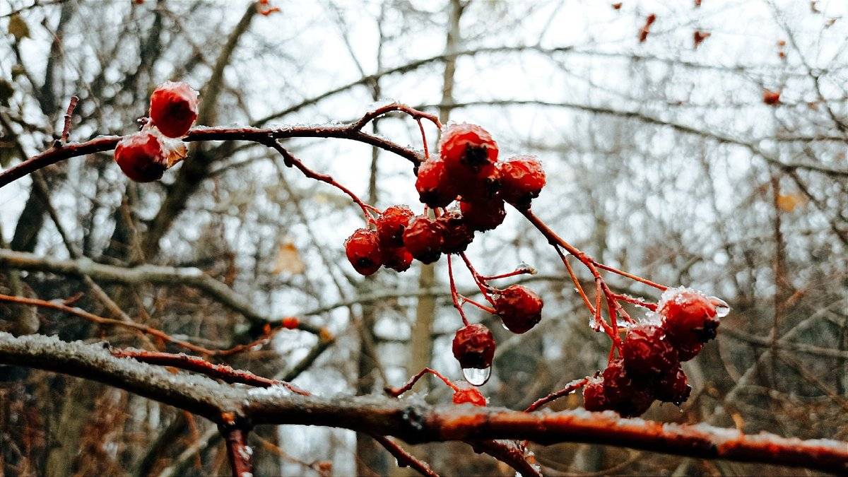 Завтра, 21 ноября, в регионе снова будет облачно.