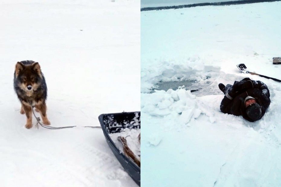 Собака привела медведей к хозяину. Собака в снегу. Спасенные якутские собаки. Собаки спасатели. Собака для спасения в снегу.