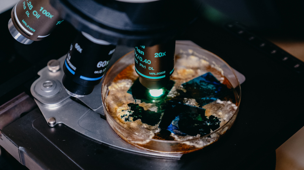 1_Гриб-разрушитель хвойных деревьев (Обложка).jpg