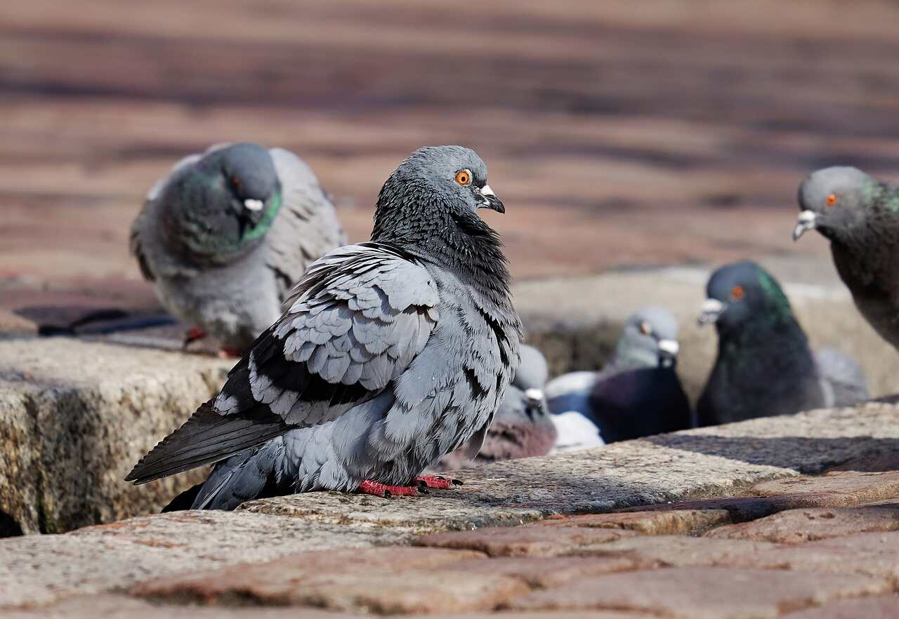 В Центре Гамалеи прокомментировали опасность для человека зомби-голубей
