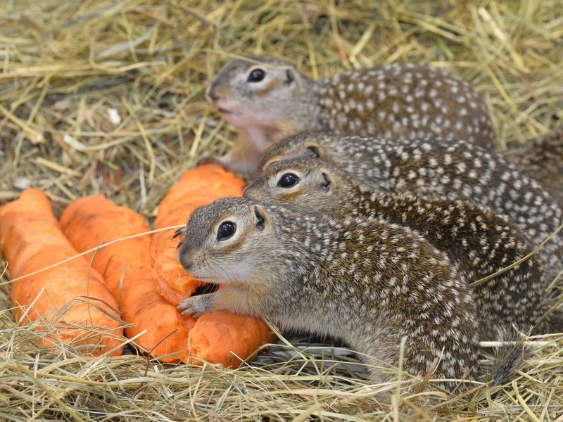 В Брянском лесу поселились крапчатые суслики