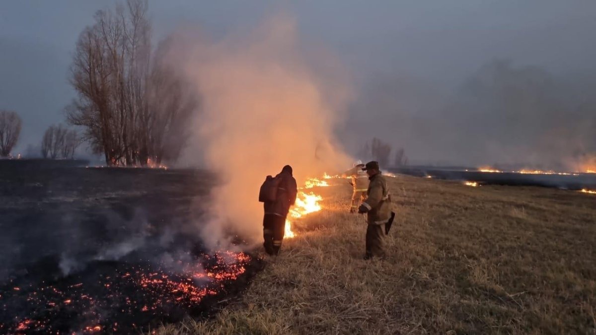 лесные пожары в казахстане