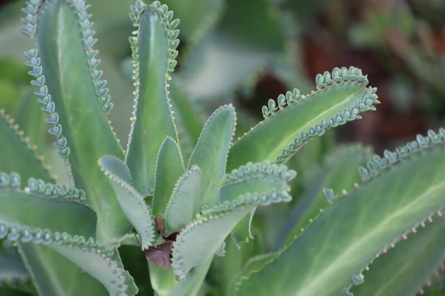 каланхоэ шизофилла