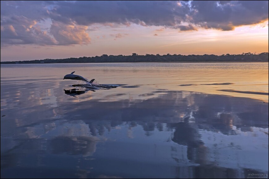Розовые дельфины Черной реки