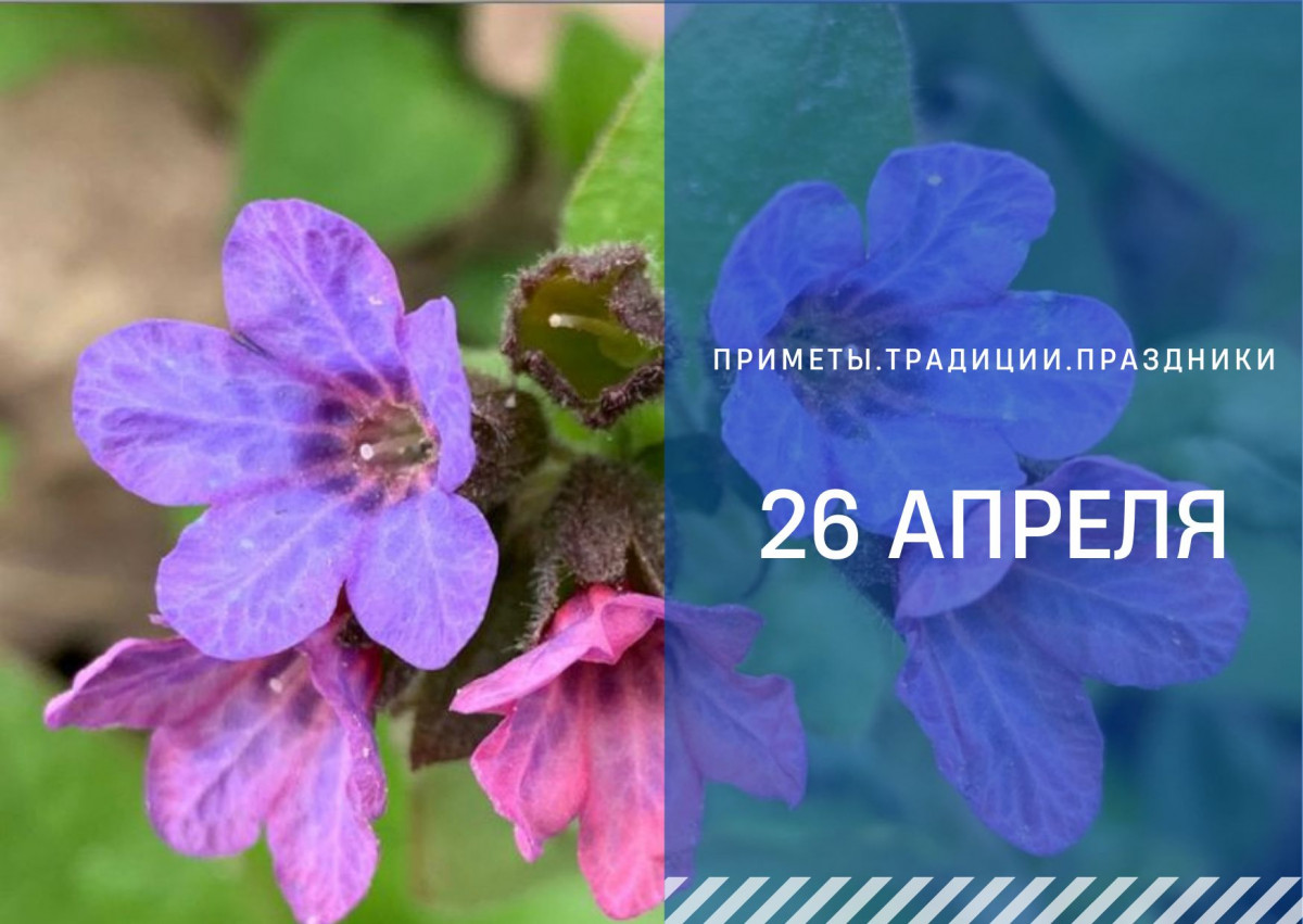 Приметы на 26 августа 2024 года. Фомаида Медуница. Фомаида Медуница (народный праздник).. 26 Апреля Медуница. Приметы медуницы.