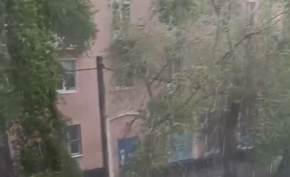 Деревья задевают провода в Оренбурге, фото: скрин с видео местных жителей