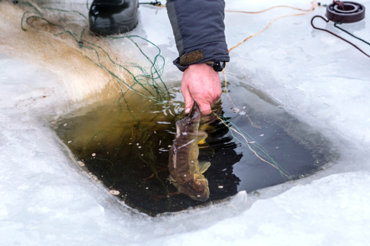 Как отмечает Захаров, стандартный размер судака, попадающегося сегодня на удочки подледных рыболовов, — 1–2 кг, иногда попадаются и до 5 кг, как правило, на Каме, где ситуация лучше