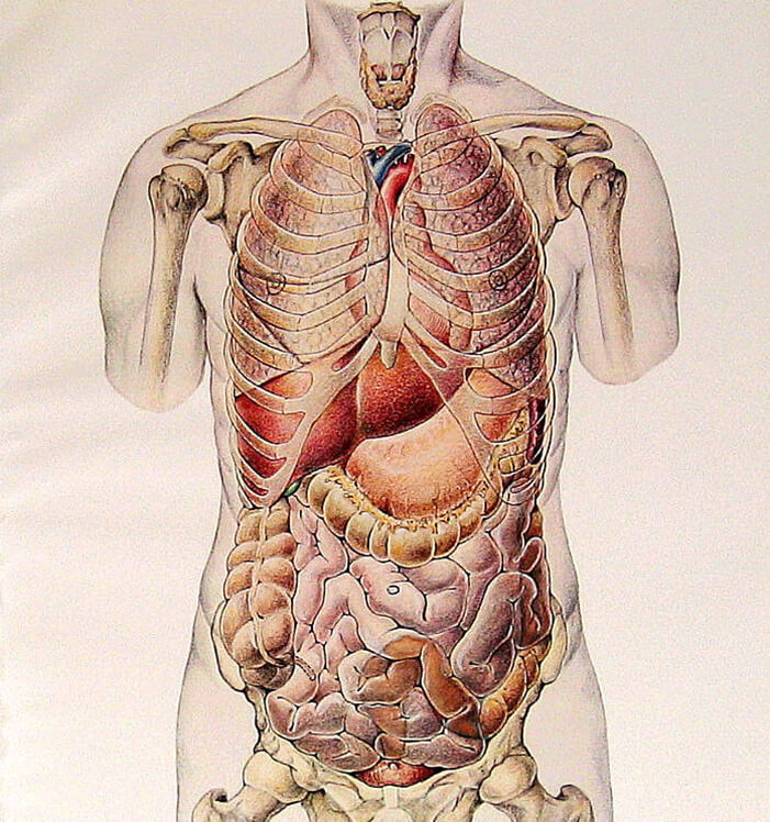 Картина органов человека внутренних