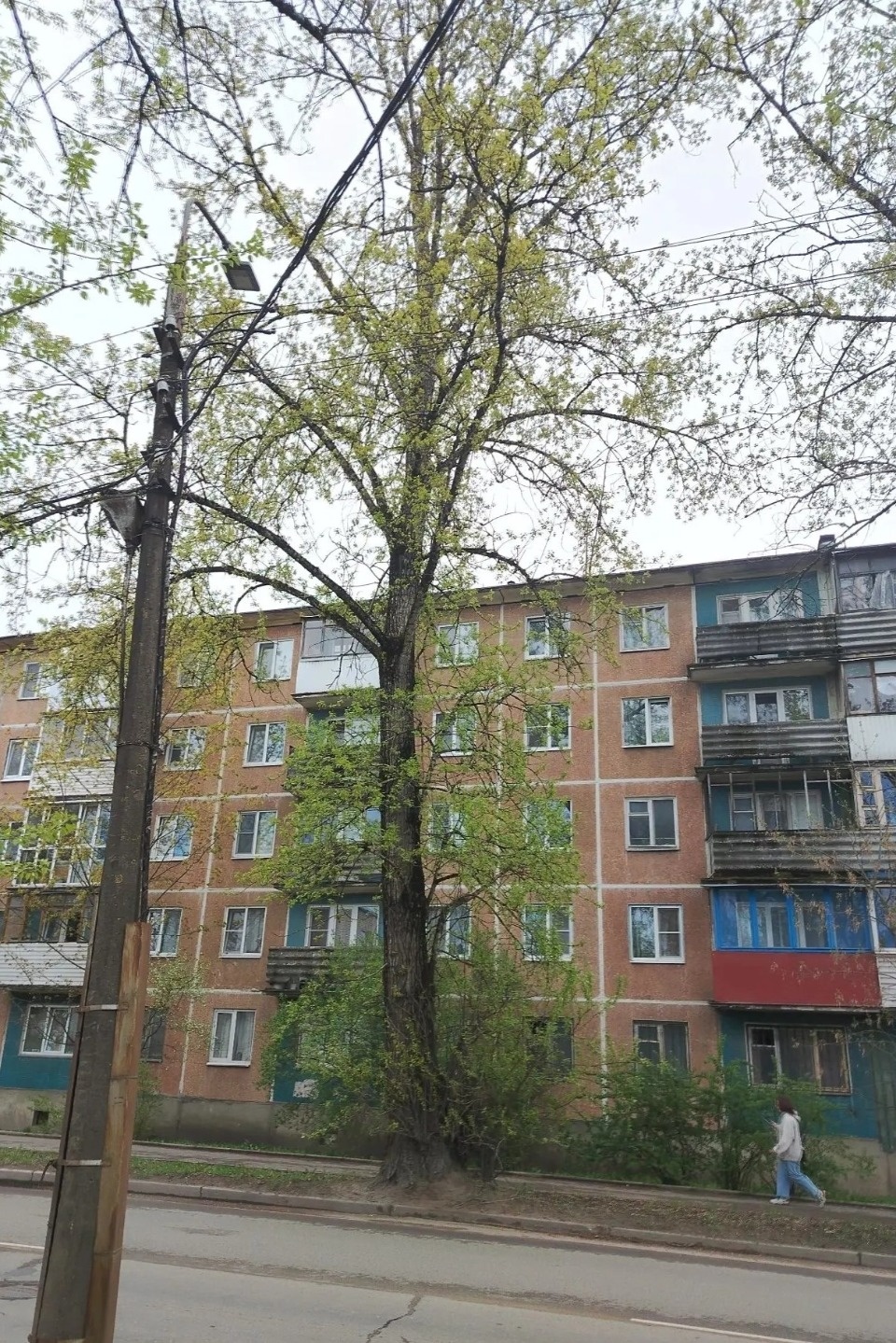 На улице Народной в Пскове спилят старые тополя
