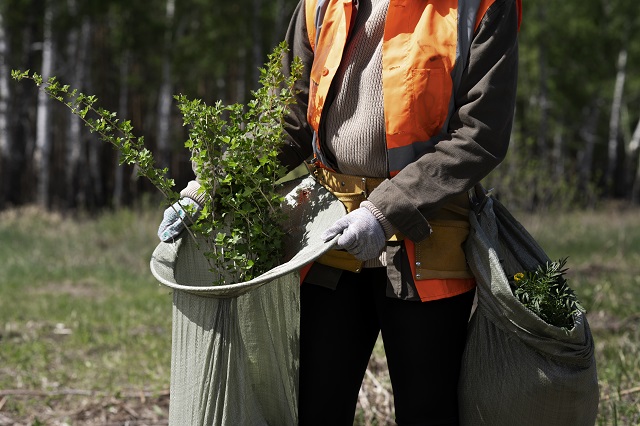 В Татарстане озвучили даты проведения акции «Чистые леса»