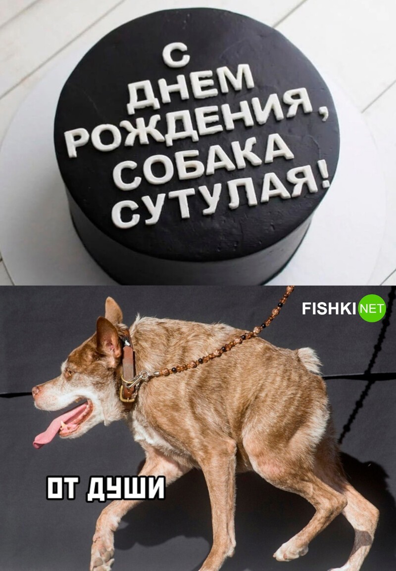 С днем рождения собаки прикольные картинки