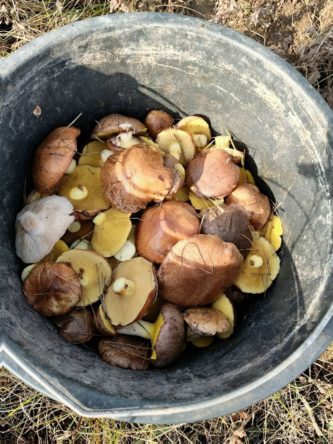 Грибы в Белгородских лесах