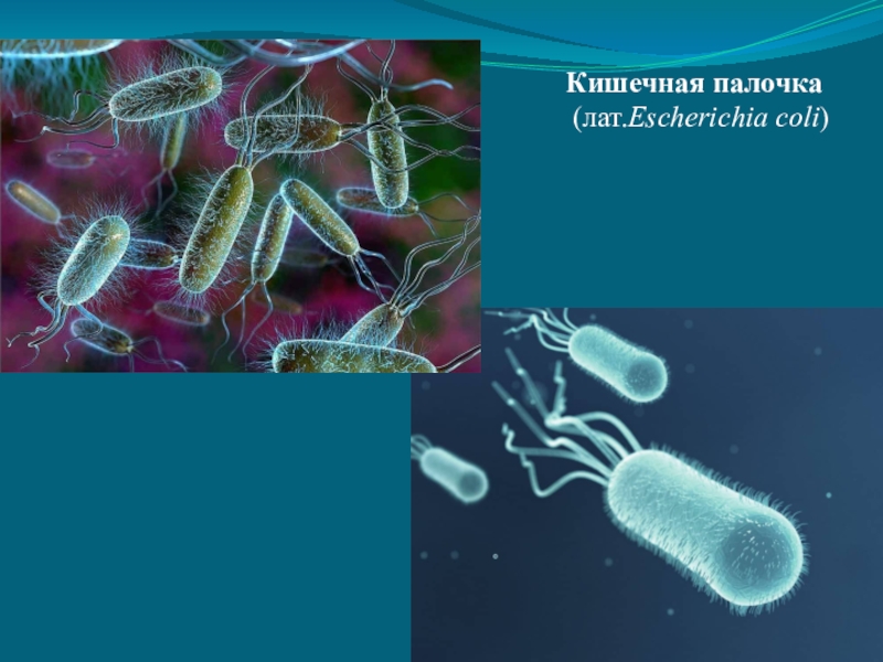 Escherichia coli что это. Эшерихия кишечная палочка. Эшерихии кишечная палочка. Кишечная палочка Escherichia coli. Кишечная палочка (лат. Escherichia coli).