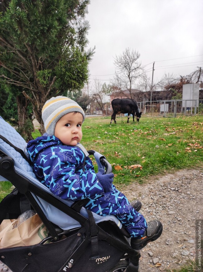 Азербайджанский городок Шеки — халва, пити, дворец ханов и корова в парке 