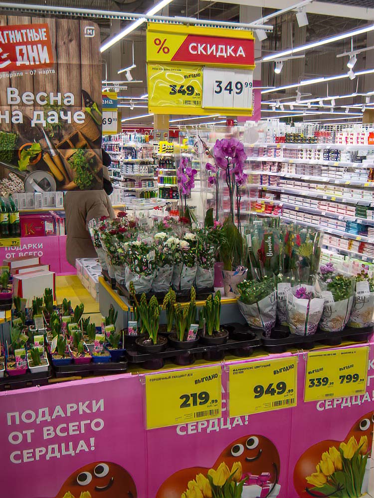 Цветы из пятерочки в горшках. Цветы в пятерочке в горшке. Цветы в пятерочке в горшке. Растения в пятерочке. Пятерочка цветы в горшках.