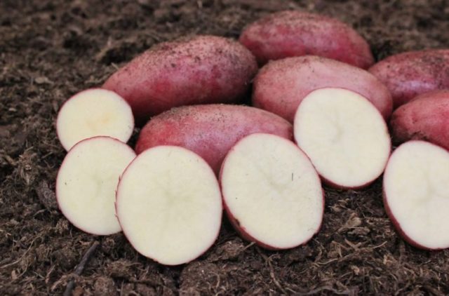 Лучшие сорта картофеля для Южного и Среднего Урала: семенного, новые, отзывы