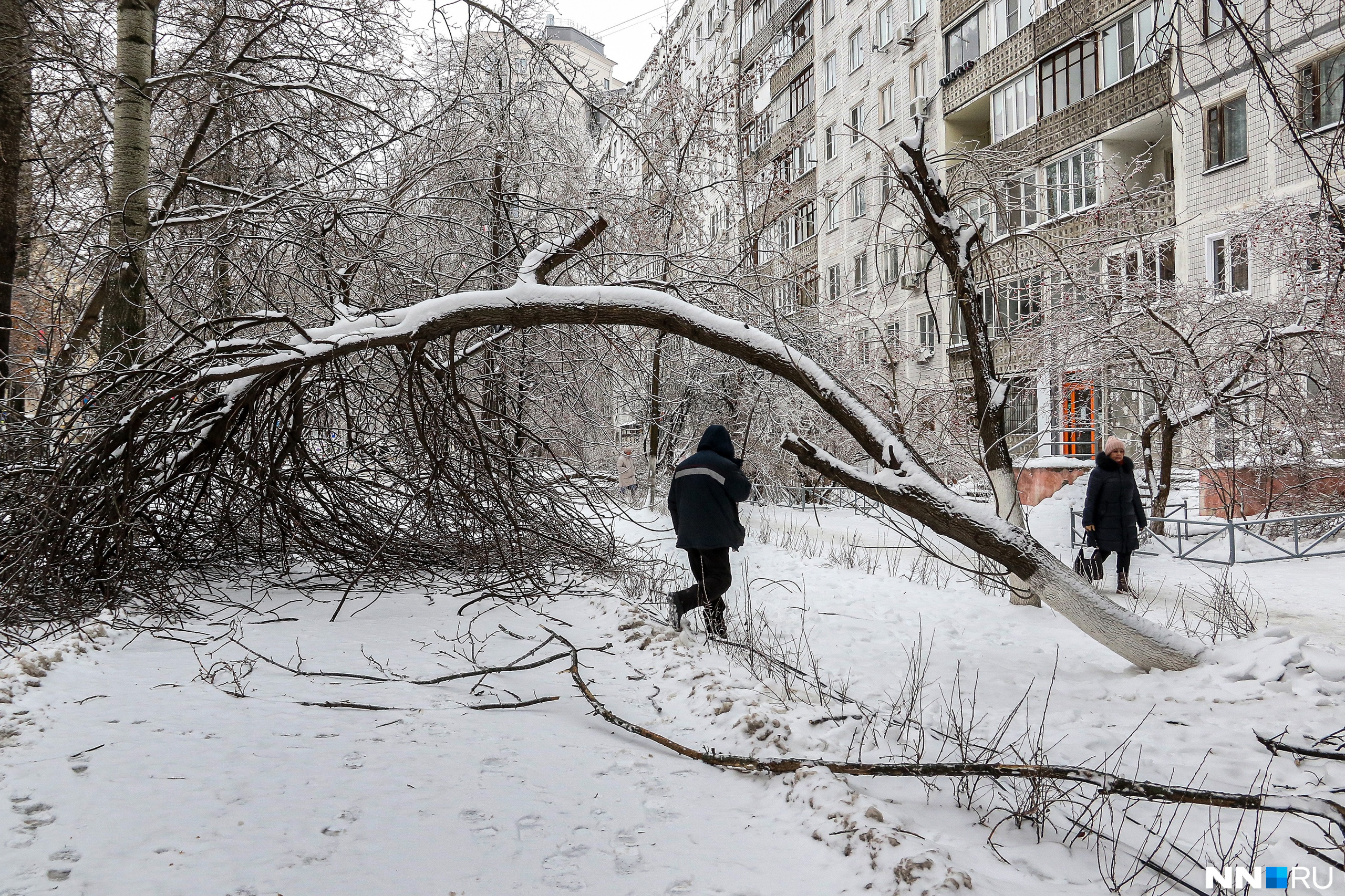 В новгороде выпал снег. Нижний Новгород ледяной дождь 2022. Ледяной дождь в Нижнем Новгороде. Обледенелые деревья. Последствия ледяного дождя.