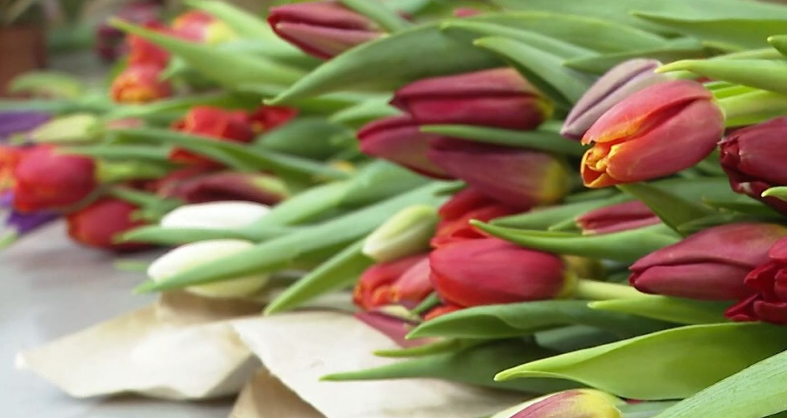 Сборка букета. Как выбрать тюльпаны. Тюльпан памплона. Holland bulbs тюльпан хелмар. Как выбрать тюльпаны.