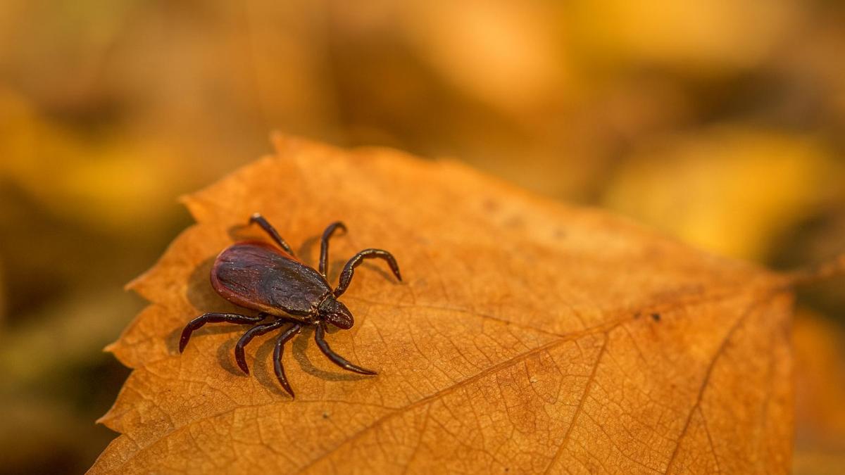 Клещ на осеннем листе
