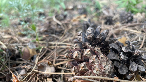 В Самарской области продлили запрет на сборы грибов и ягод в лесу