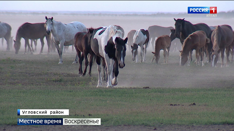 Погода табуны алтайский край на 10