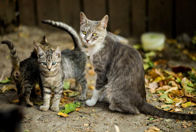 Кошка с котятами