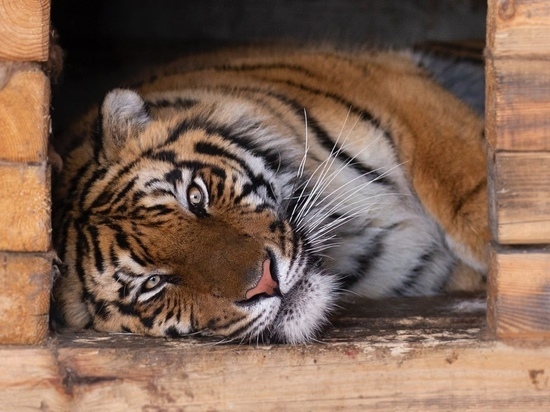 Реабилитационный центр «Утес» в Хабаровском крае ждет тигра Гектора