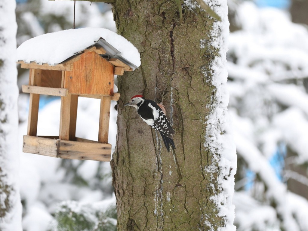 Будто попадаешь в сказку. Заповеднику «Белогорье» исполнилось 100 лет