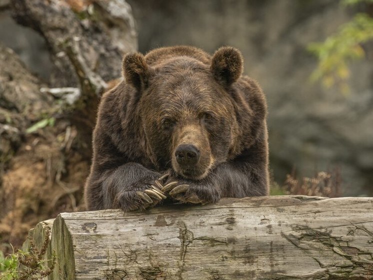 Из Алтайского края попытались вывезти шкуру редкого медведя