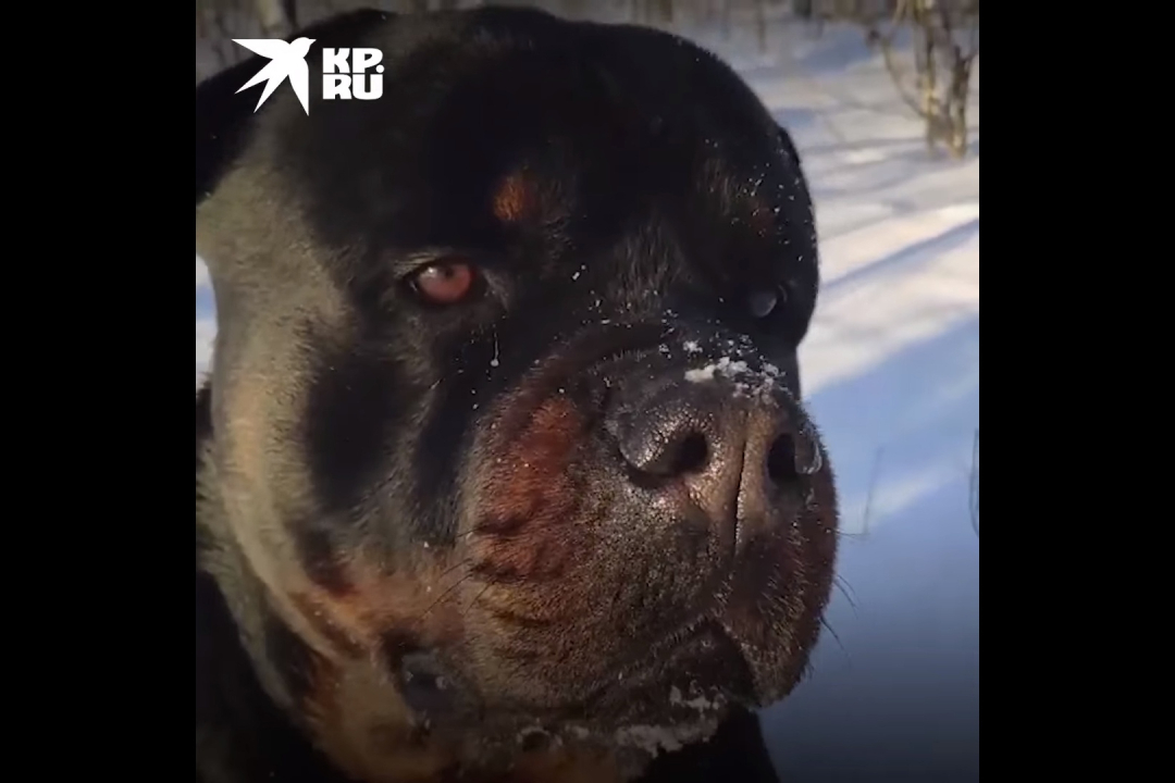 Собака загрызла 6 летнюю девочку. Собака загрызла 6 летнюю девочку