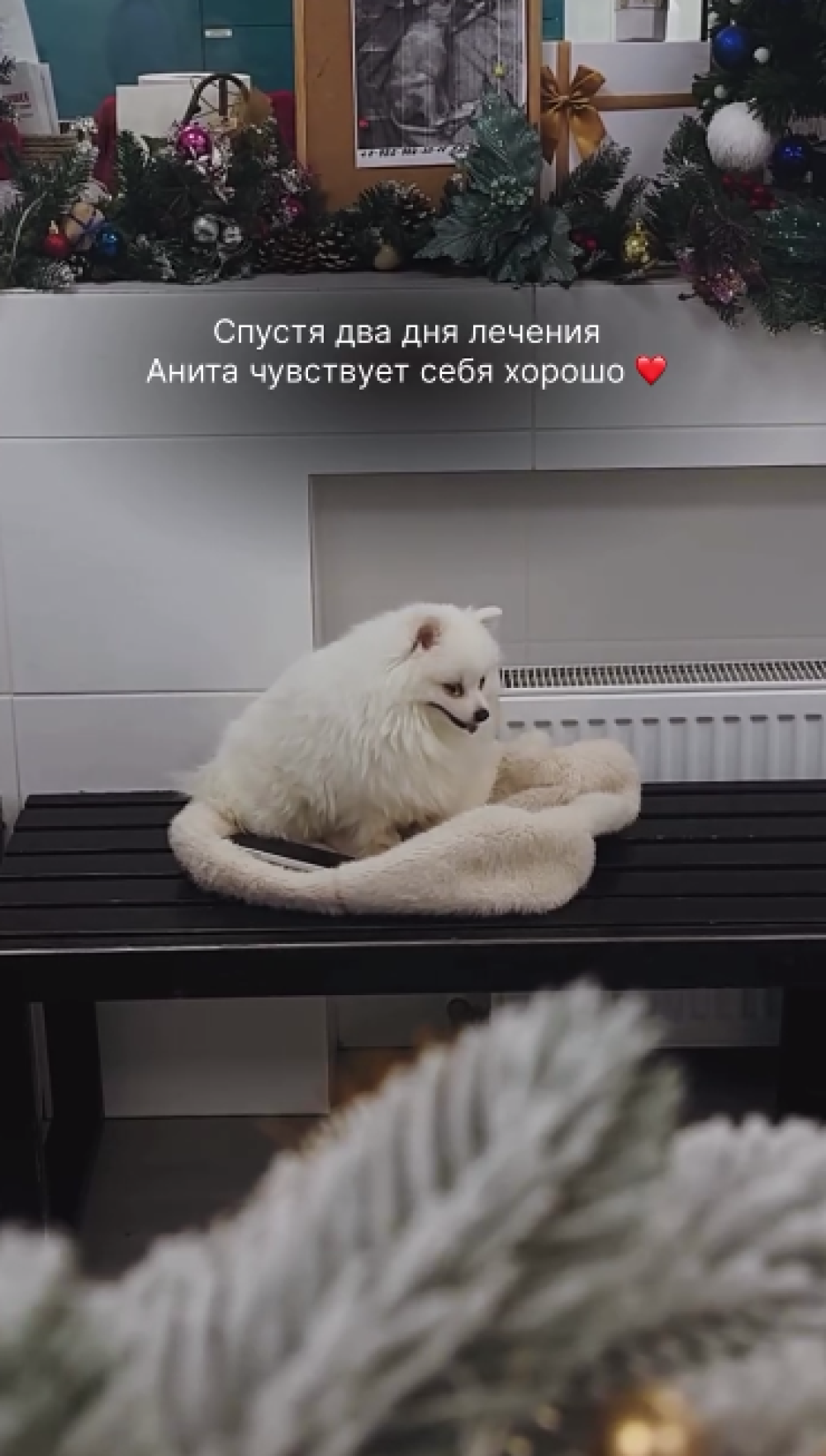 Лимо