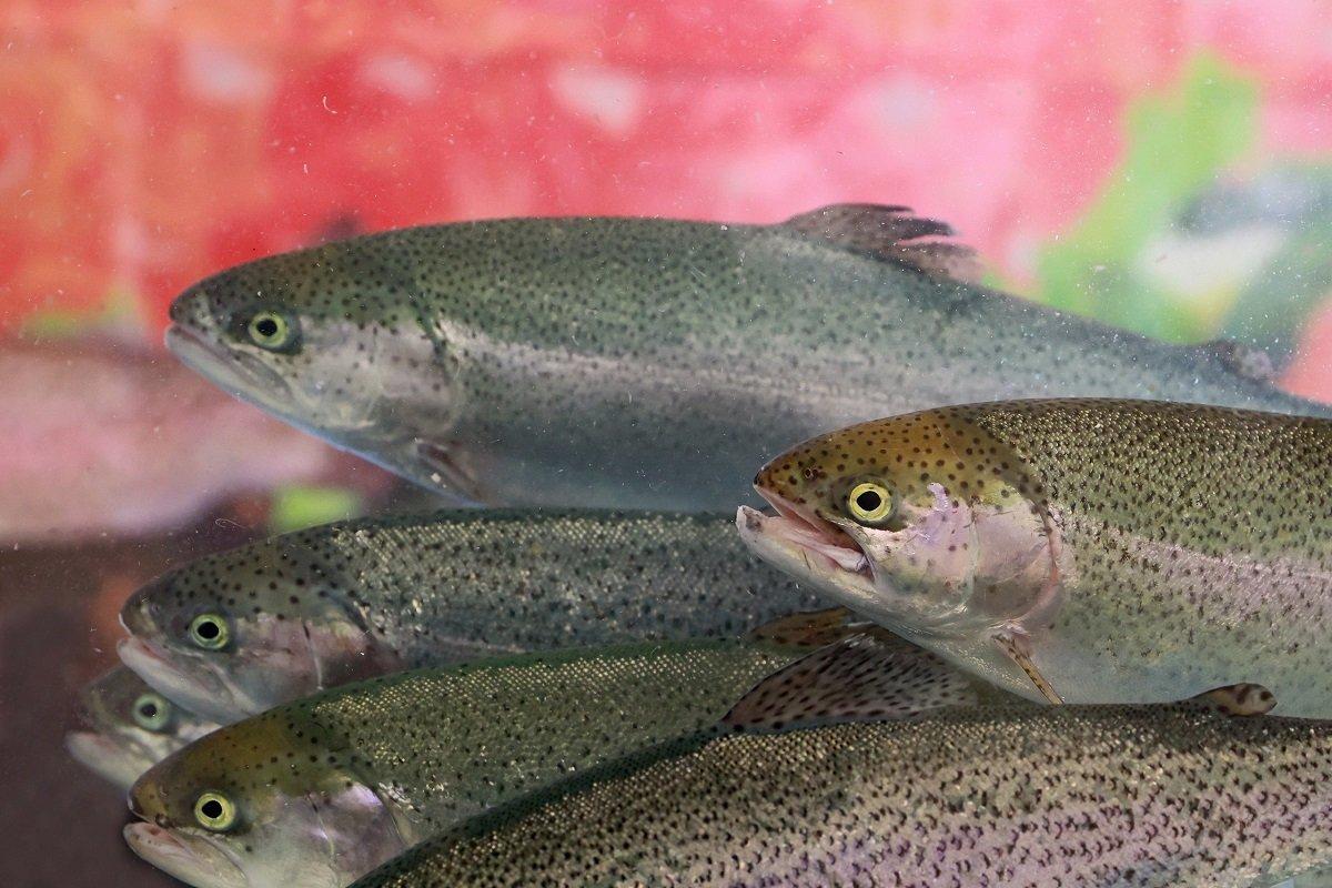 Рыбоводческие хозяйства Вологодской области отдают приоритет разведению радужной форели