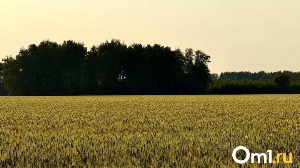 В Омской области на полях остаются более 170 тысяч гектаров неубранных посевов