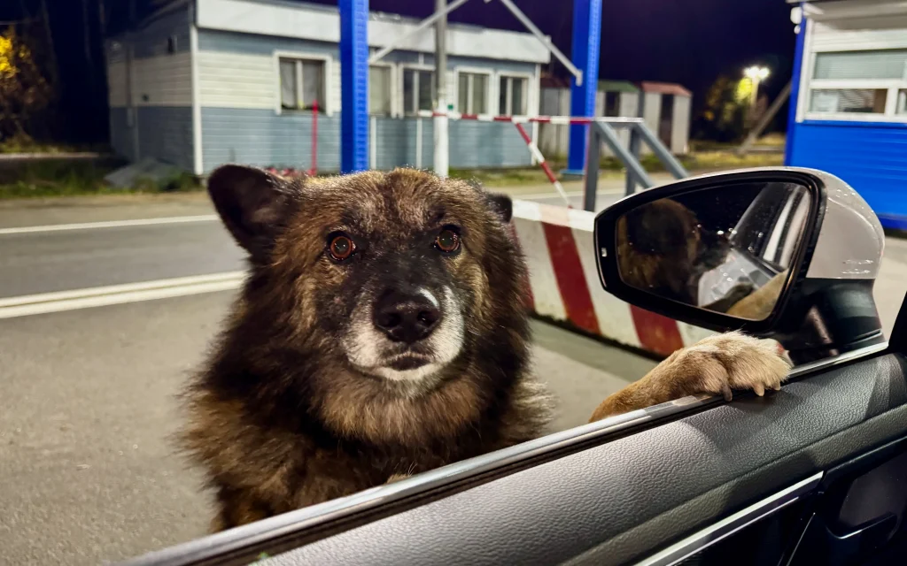 Прокуратура выявила нарушения при отлове бродячих собак в Погарском районе